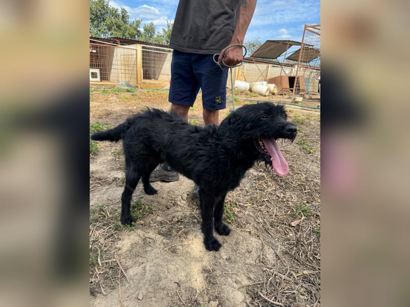 Sanyo möchte ein Familienhund werden