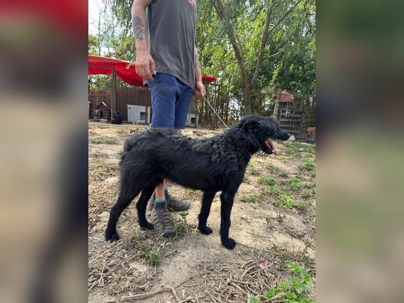 Sanyo möchte ein Familienhund werden
