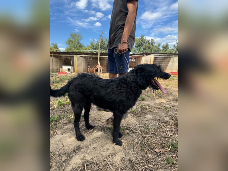 Sanyo möchte ein Familienhund werden