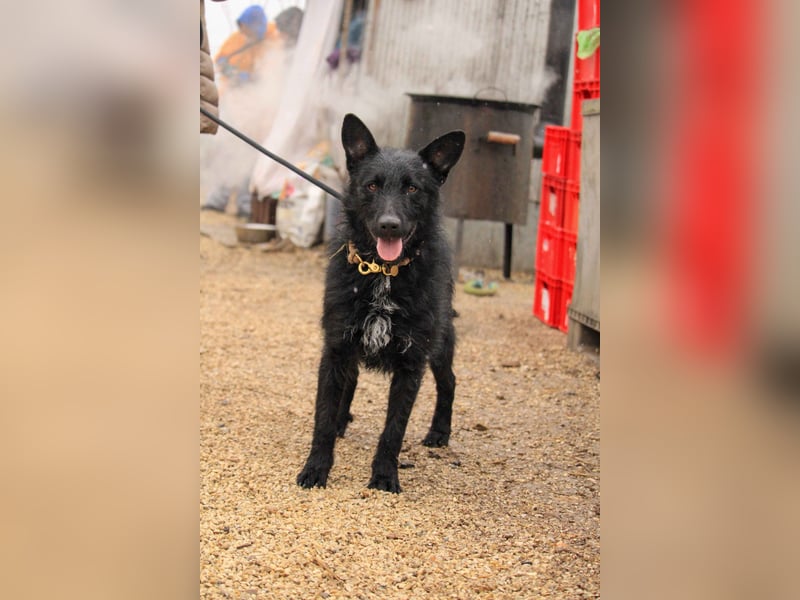 Bendeguz VA - Ängstlicher Rüde sucht Anker