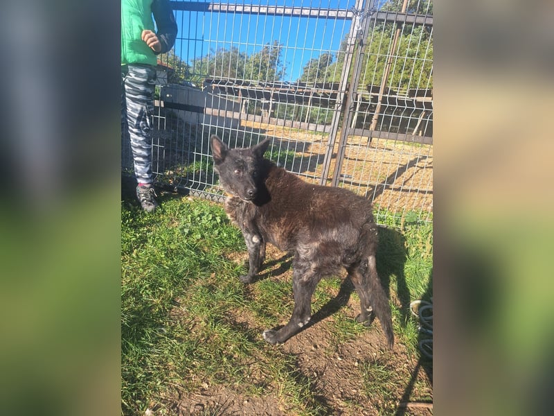 Fricska VA– Hündin mit wunderschönen Augen und wundervollem Wesen