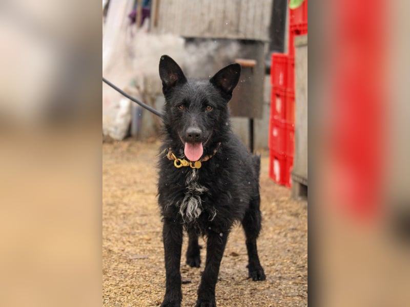 Bendeguz VA - Ängstlicher Rüde sucht Anker