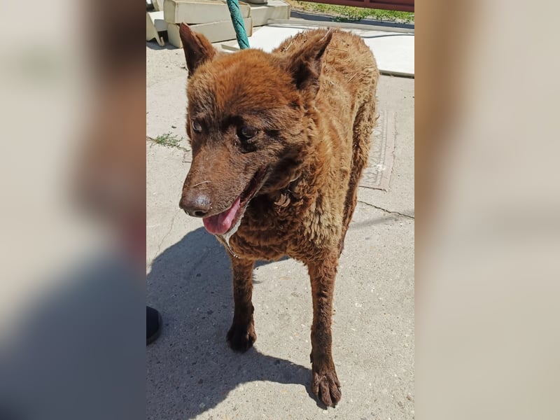 Vigyori KK - liebenswerte, lächelnde Hundeomi sucht ihr Glück!