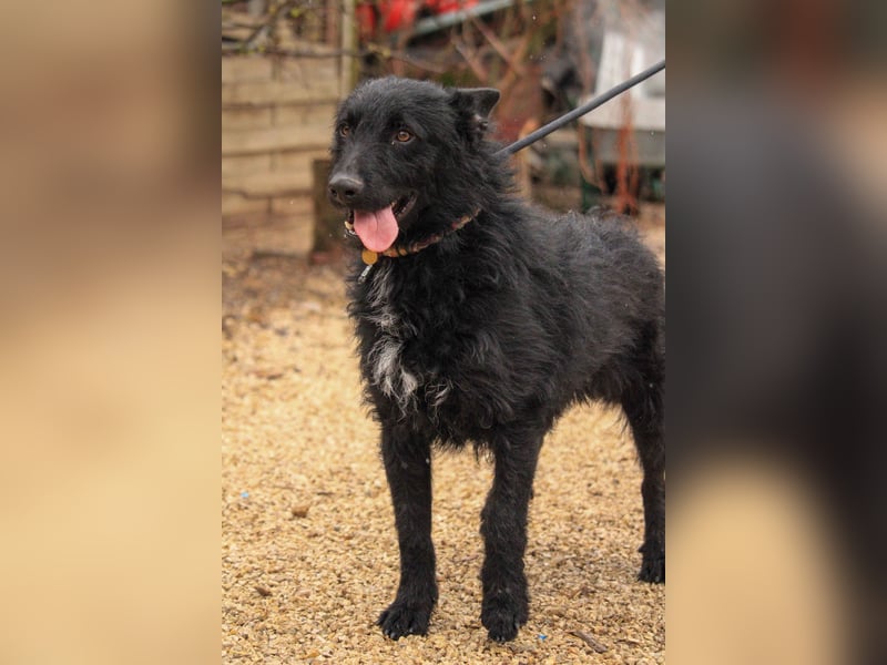 Bendeguz VA - Ängstlicher Rüde sucht Anker