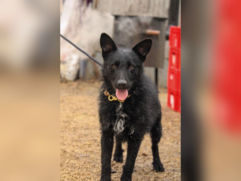 Bendeguz VA - Ängstlicher Rüde sucht Anker