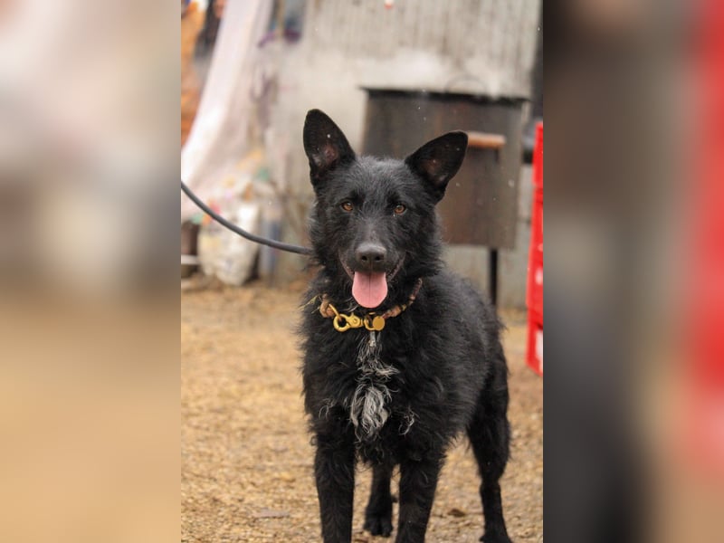 Bendeguz VA - Ängstlicher Rüde sucht Anker