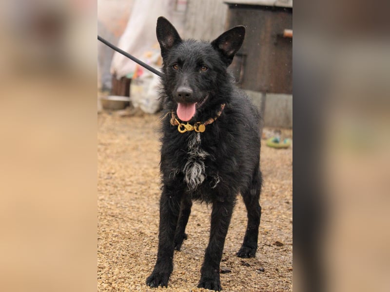 Bendeguz VA - Ängstlicher Rüde sucht Anker