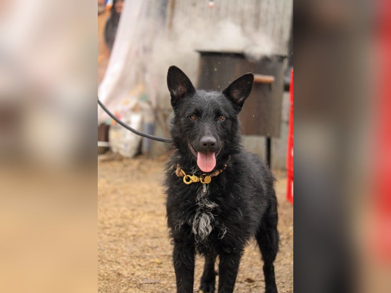 Bendeguz VA - Ängstlicher Rüde sucht Anker