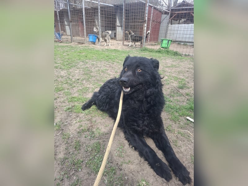 Filip BE – sensibler Mudi-Mix sucht verständnisvolles Zuhause 