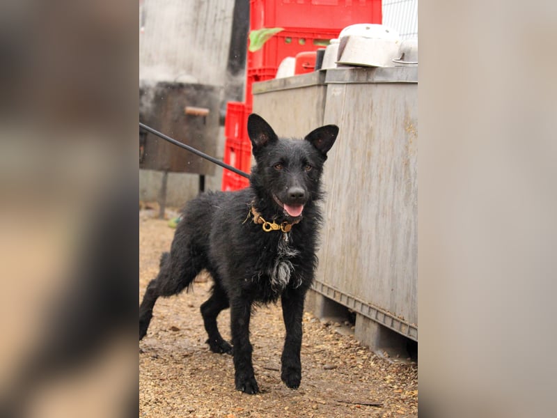 Bendeguz VA - Ängstlicher Rüde sucht Anker