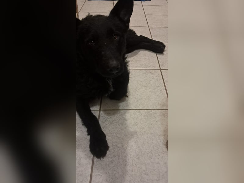 Bendeguz VA - Ängstlicher Rüde sucht Anker