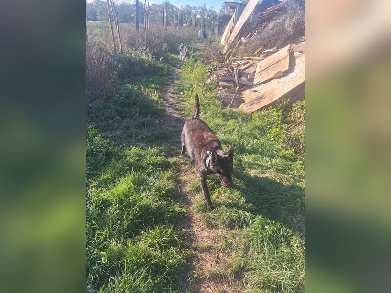 Fricska VA– Hündin mit wunderschönen Augen und wundervollem Wesen