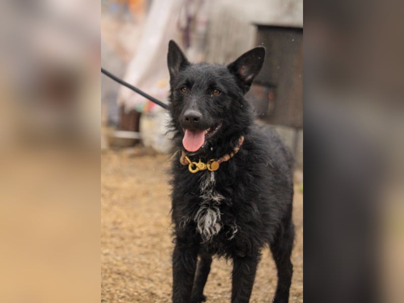 Bendeguz VA - Ängstlicher Rüde sucht Anker