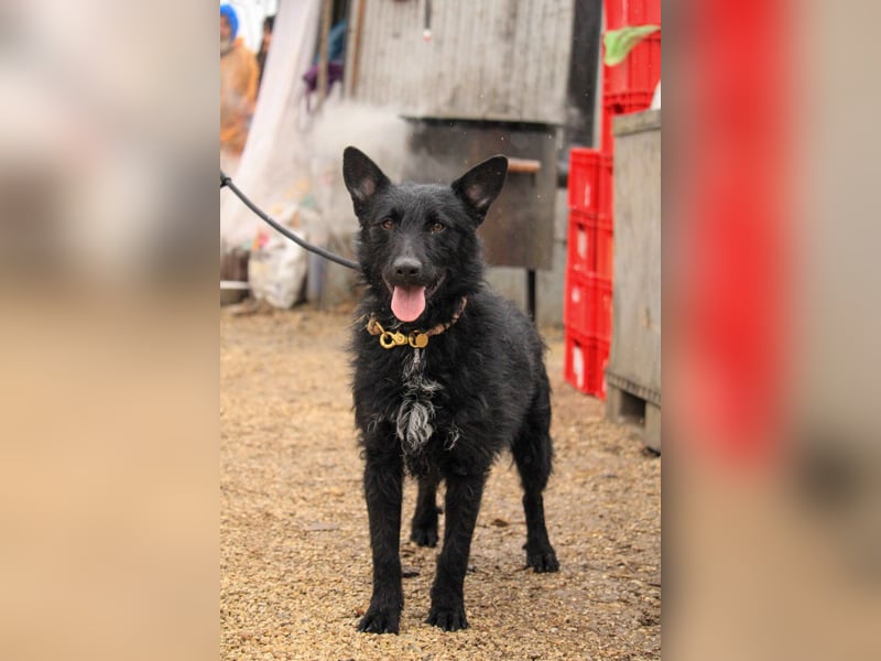 Bendeguz VA - Ängstlicher Rüde sucht Anker