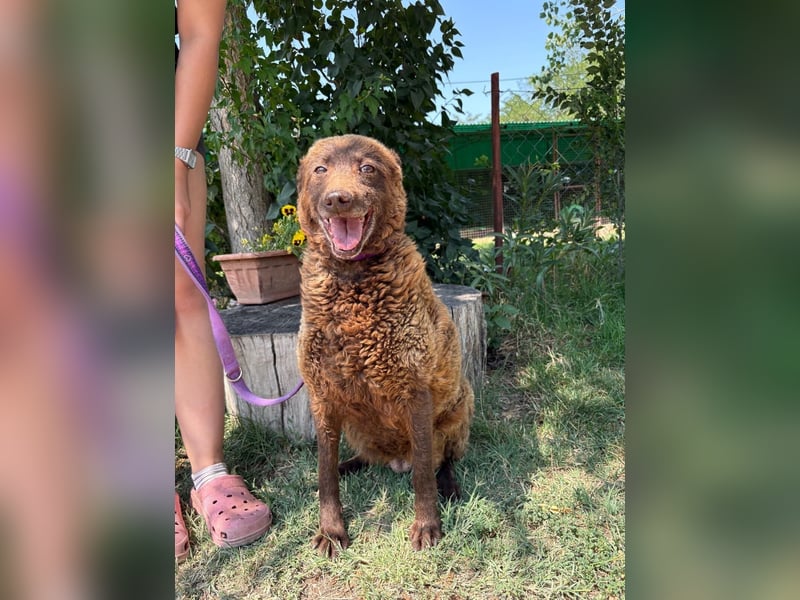 Vigyori KK - liebenswerte, lächelnde Hundeomi sucht ihr Glück!