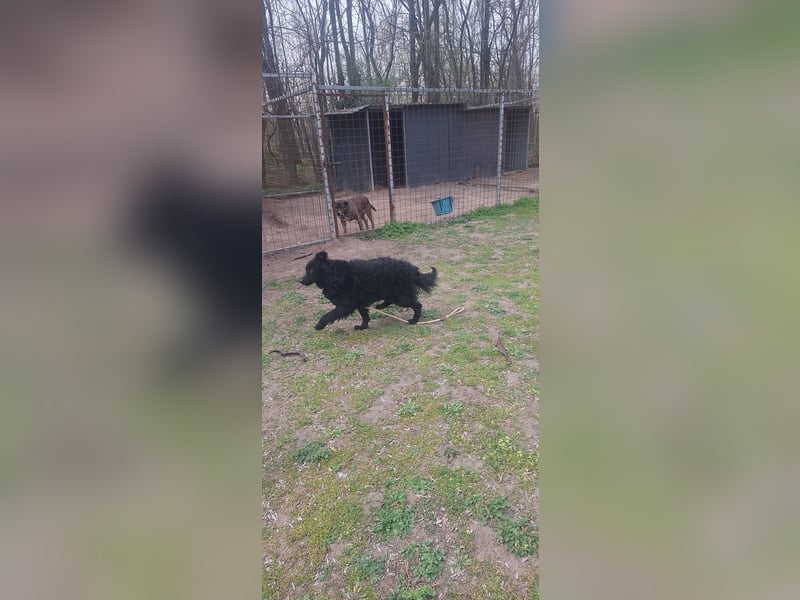 Filip BE – sensibler Mudi-Mix sucht verständnisvolles Zuhause 