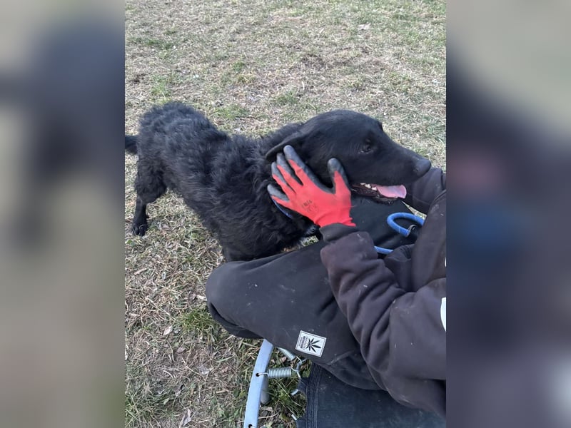 Bendeguz VA - Ängstlicher Rüde sucht Anker