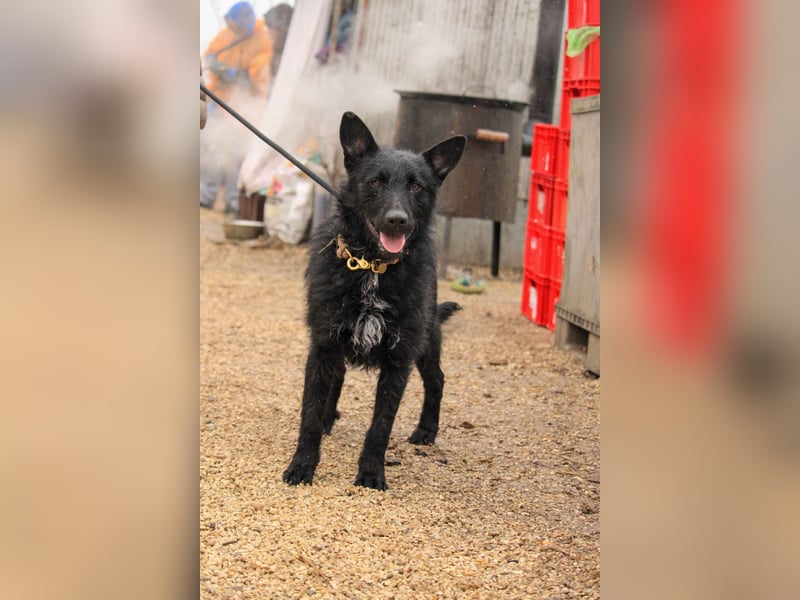 Bendeguz VA - Ängstlicher Rüde sucht Anker