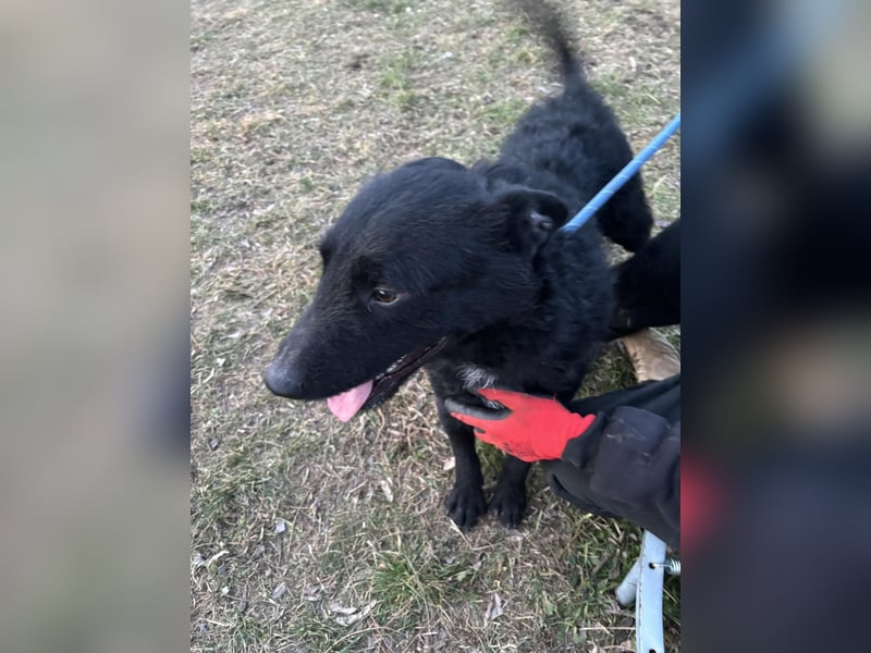 Bendeguz VA - Ängstlicher Rüde sucht Anker