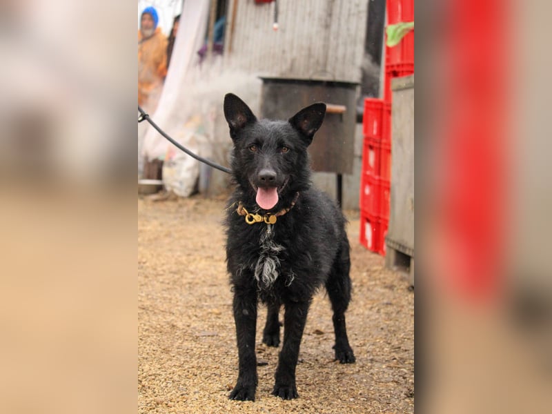 Bendeguz VA - Ängstlicher Rüde sucht Anker