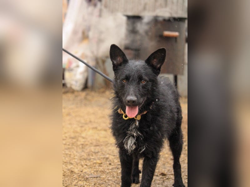 Bendeguz VA - Ängstlicher Rüde sucht Anker