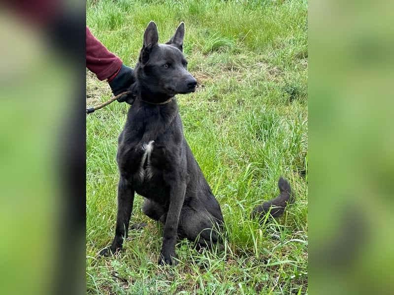 Nero, geboren 20.06.2024, 62cm sucht sein Zuhause