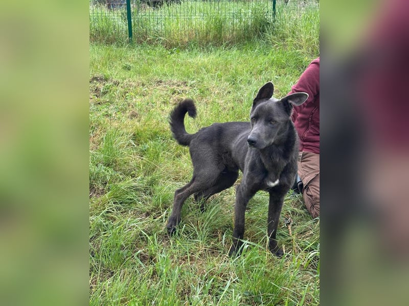 Nero, geboren 20.06.2024, 62cm sucht sein Zuhause