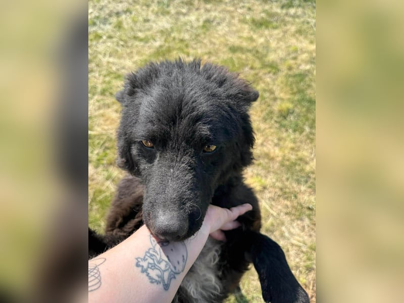 Abel, geb. 05.2023, 54cm sucht sein zu Hause mit viel Energie