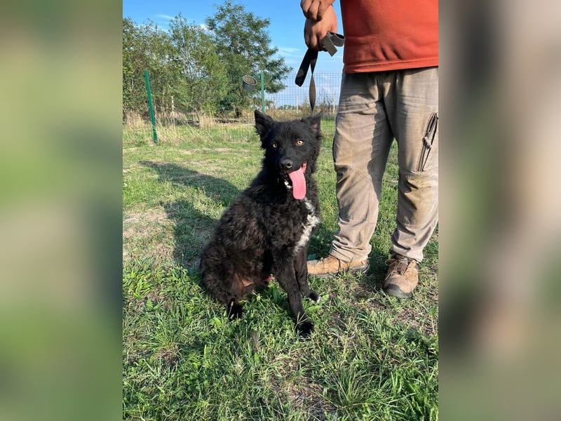 Abel, geboren 01.05.2023, 54cm sucht sein Glück