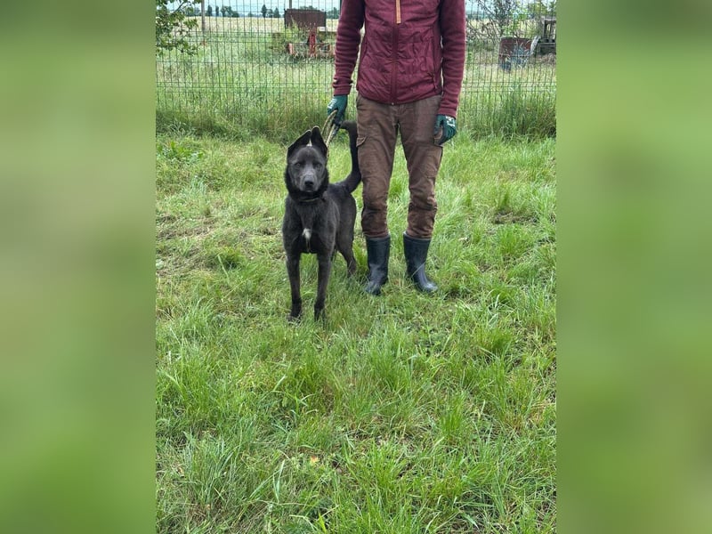 Nero, geb. 20.06.2024, 62 cm, sucht aktive Menschen