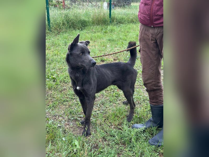 Nero, geboren 20.06.2024, 62cm sucht sein Zuhause