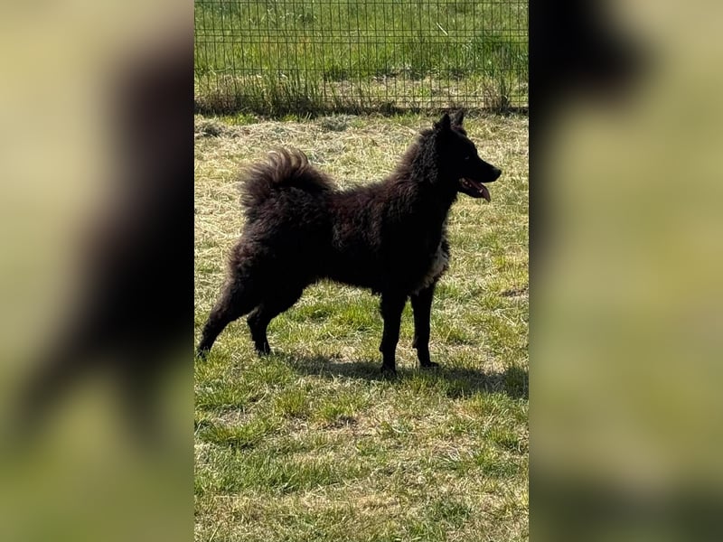 Abel, geb. 05.2023, 54cm sucht sein zu Hause mit viel Energie