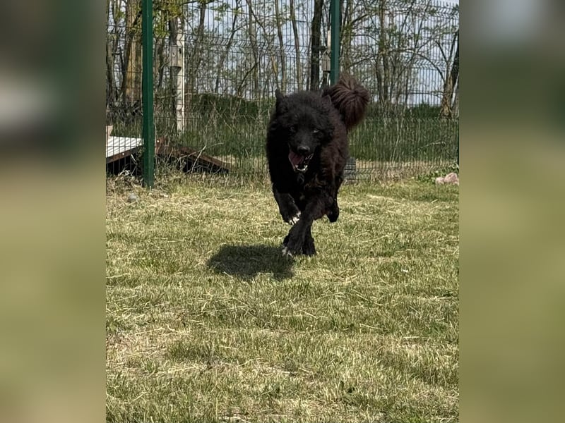 Abel, geb. 05.2023, 54cm sucht sein zu Hause mit viel Energie