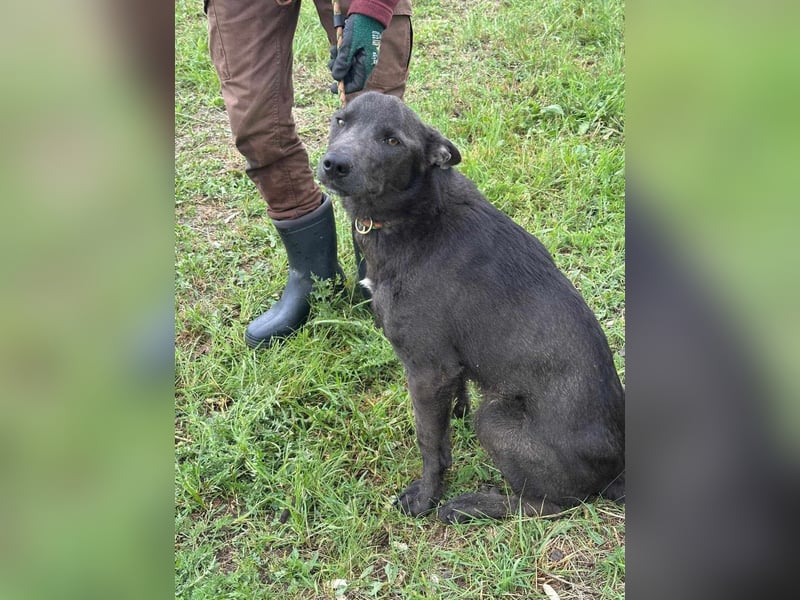 Nero, geb. 20.06.2024, 62 cm, sucht aktive Menschen