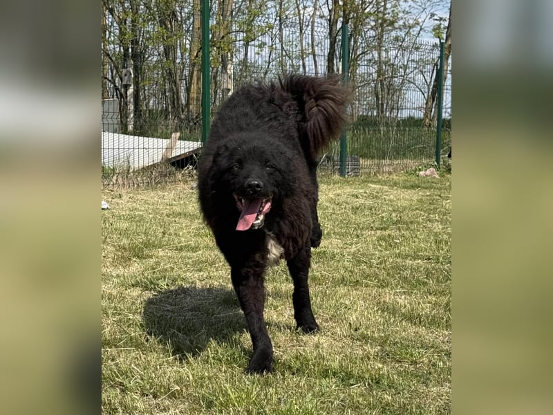 Abel, geb. 05.2023, 54cm sucht sein zu Hause mit viel Energie