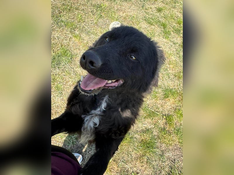 Abel, geb. 05.2023, 54cm sucht sein zu Hause mit viel Energie