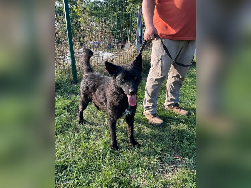 Abel, geboren 01.05.2023, 54cm sucht sein Glück