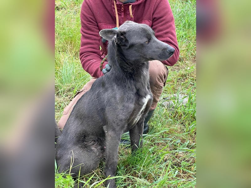 Nero, geboren 20.06.2024, 62cm sucht sein Zuhause