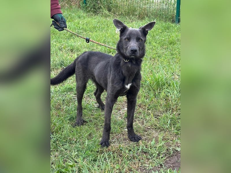 Nero, geboren 20.06.2024, 62cm sucht sein Zuhause