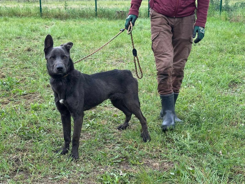 Nero, geboren 20.06.2024, 62cm sucht sein Zuhause