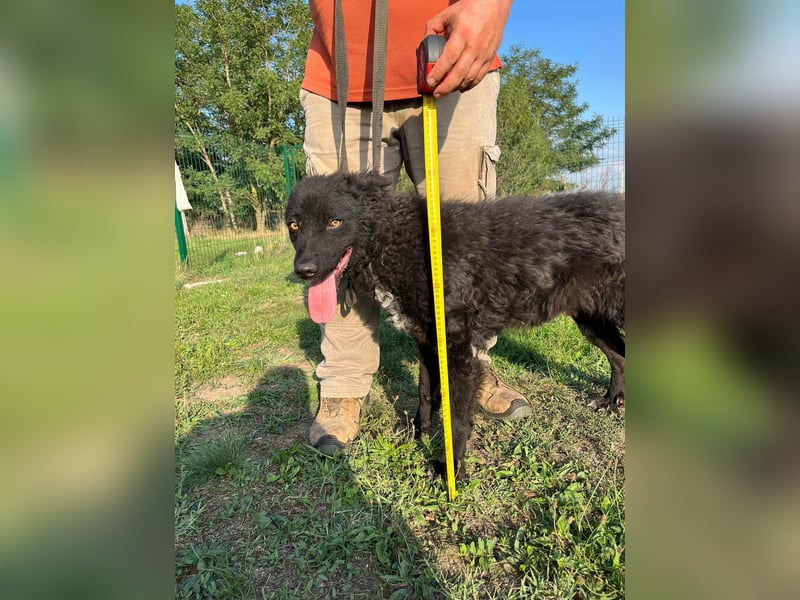 Abel, geboren 01.05.2023, 54cm sucht sein Glück