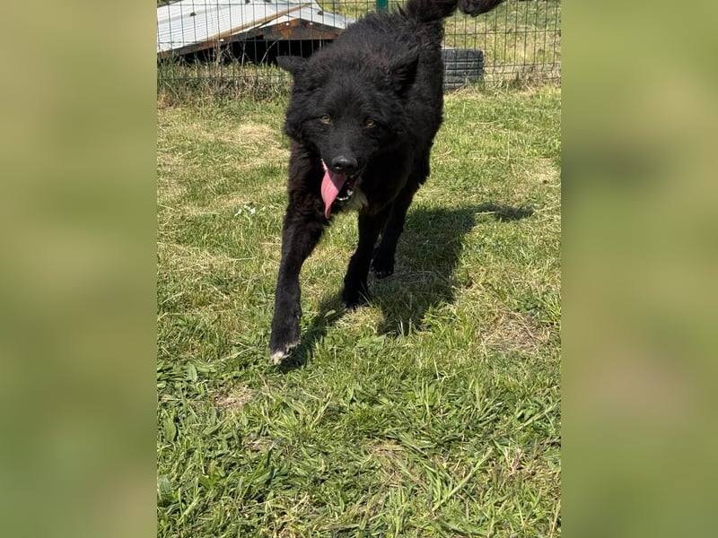 Abel, geb. 05.2023, 54cm sucht sein zu Hause mit viel Energie