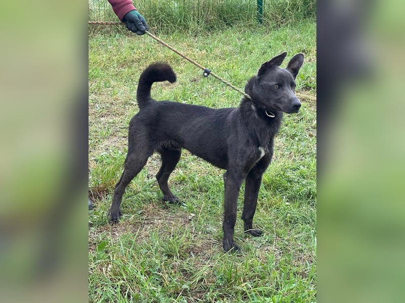 Nero, geb. 20.06.2024, 62 cm, sucht aktive Menschen