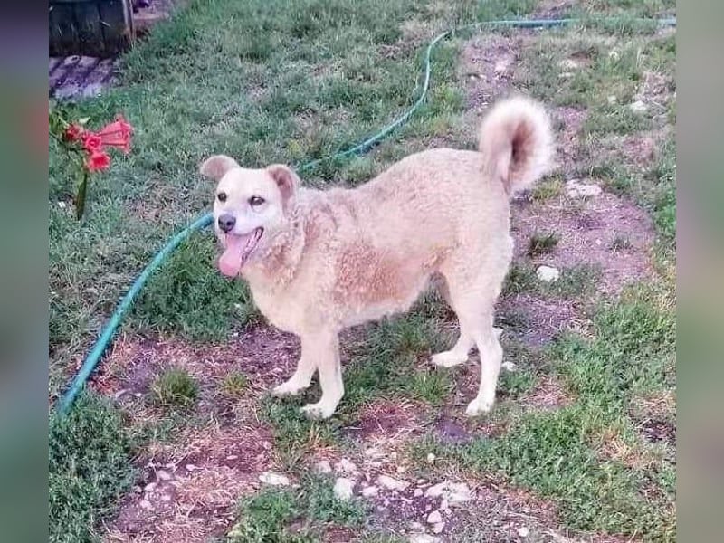 Lidi VA - verträglich mit Hunden und Katzen 