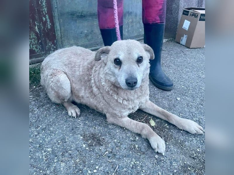 Lidi VA - verträglich mit Hunden und Katzen 