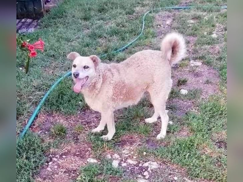 Lidi - verträglich mit Hunden und Katzen
