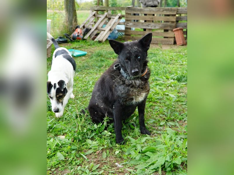 Fricska VA - freundlich, treu