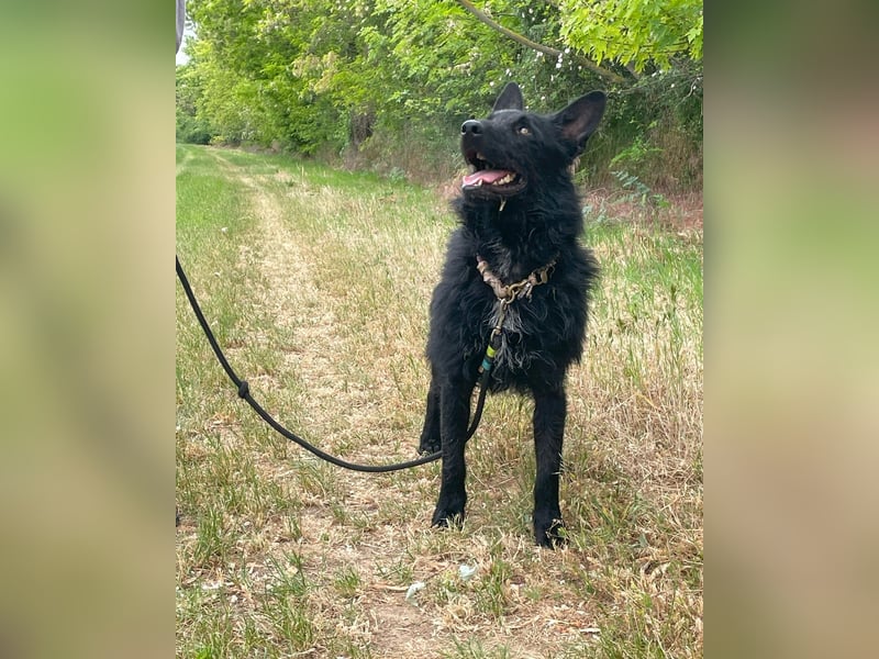 Bendeguz VA- lernwillig, hochintelligent