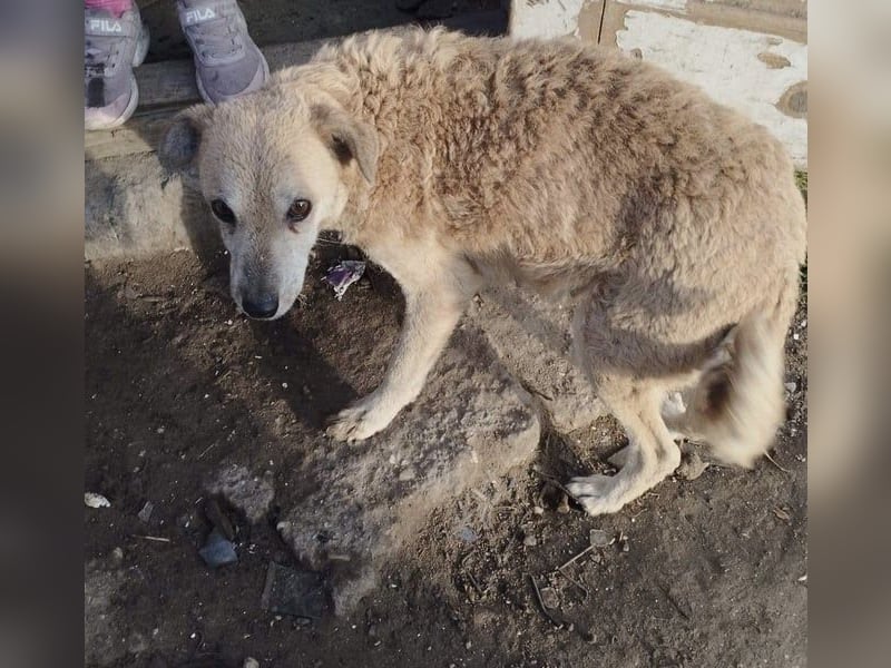 Lidi VA - verträglich mit Hunden und Katzen 