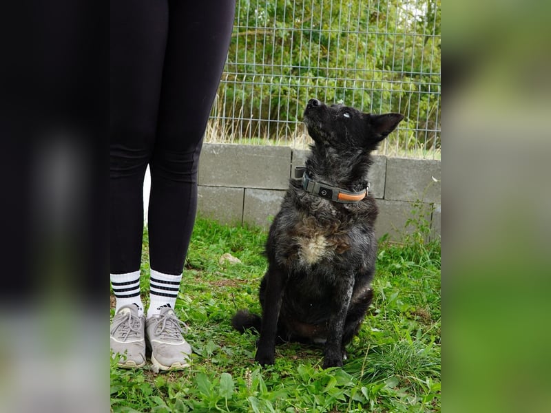 Fricska VA - freundlich, treu